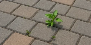 stop weeds from growing through patio pavers