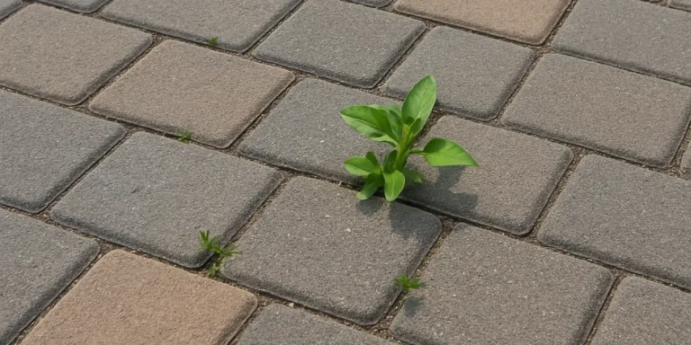 stop weeds from growing through patio pavers